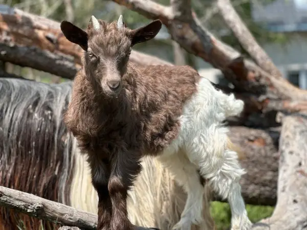 Kupferhalsziege mit Lamm / Bock