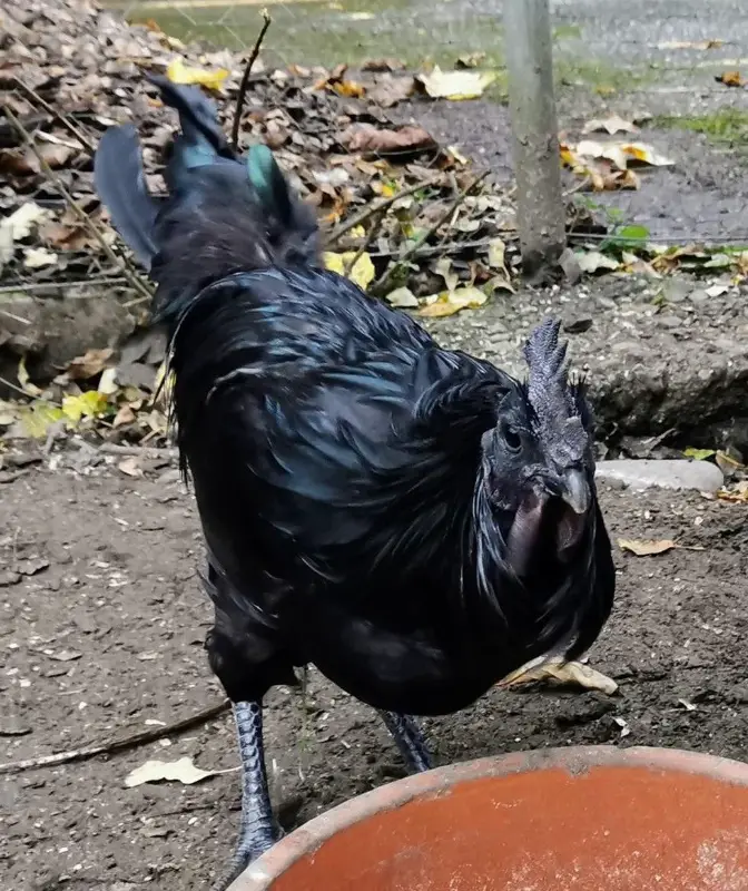 Schöner Cemani Hahn GRATIS abzugeben