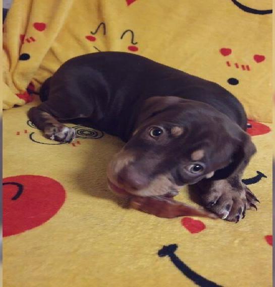 Wunderschöne Reinrassige American Bully Welpen mit ABKC Papieren zuverk