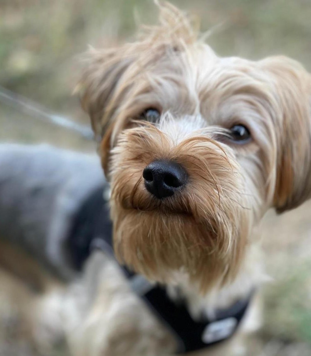 Yorkshire Terrier Rüde, 4-jährig