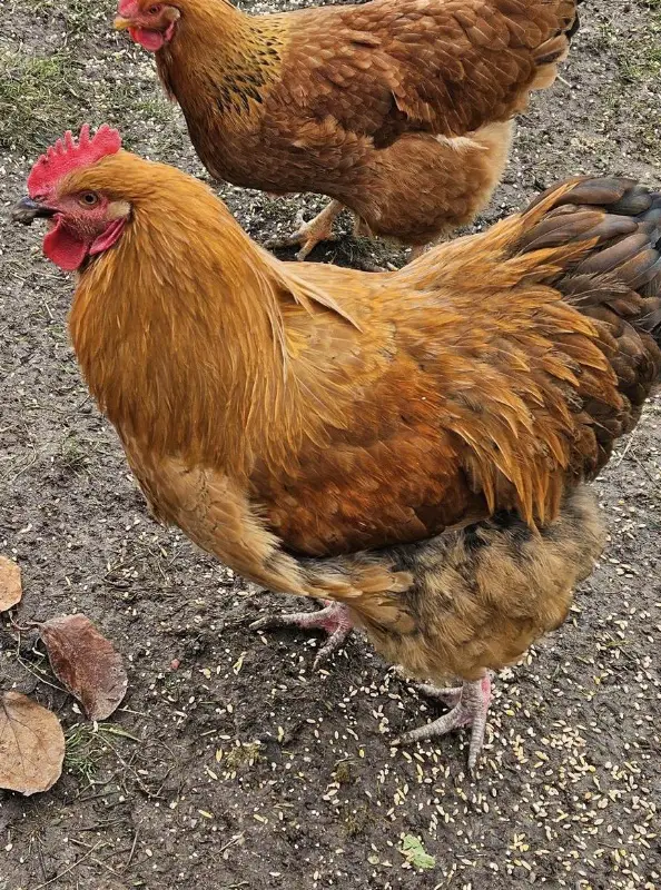 Orpington Güggel abzugeben