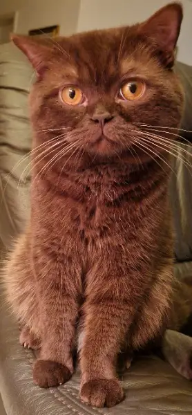 Reinrassiger Deckkater British Short Hair - Brown mackerel tabby