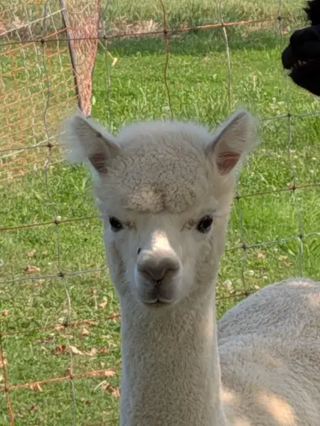 1-jährige weisse Jungstute