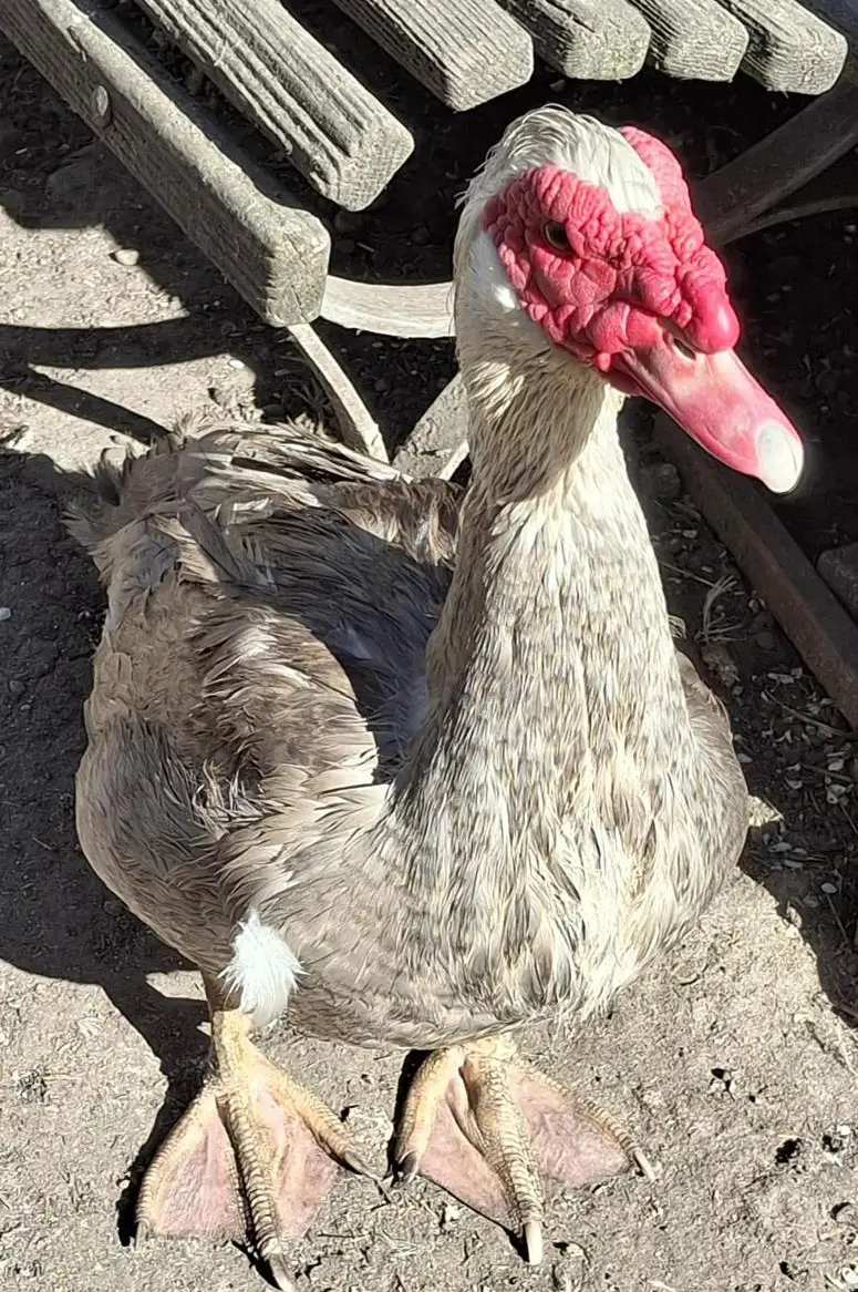 Stummenten Bub sucht neues Zuhause