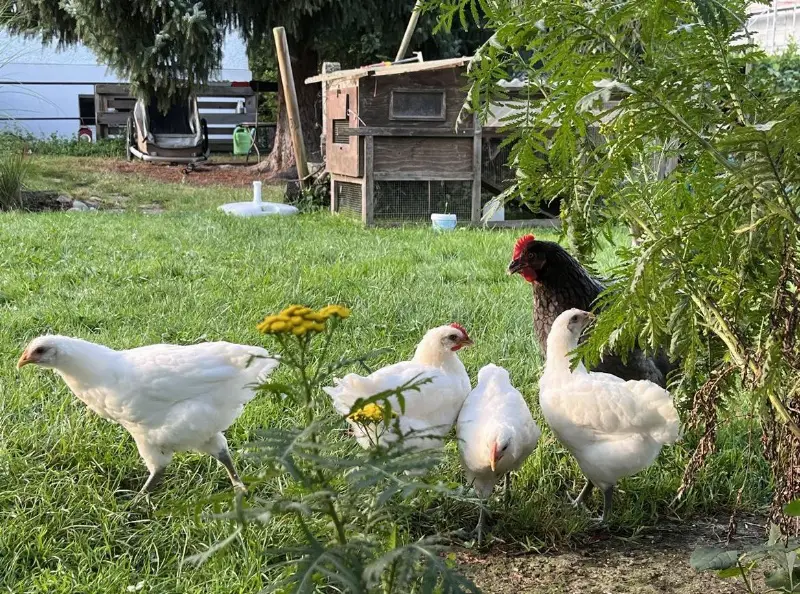 2 Hennen + 1 Hahn von Bresse Gauloise, Zwiehühner