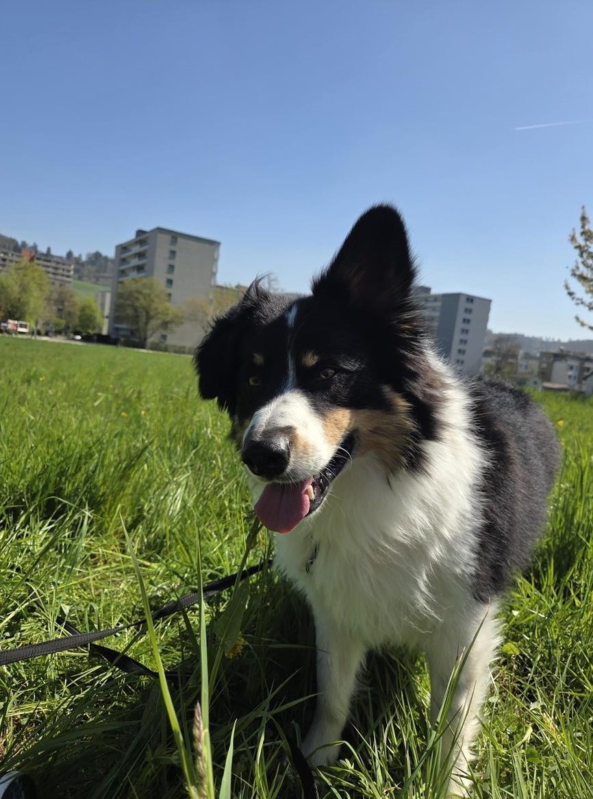 Border Collie Rüde sucht erfahrenes Zuhause