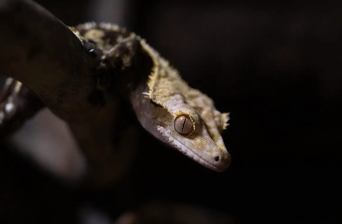 Kronengecko männlich, Dark Based Harlequin