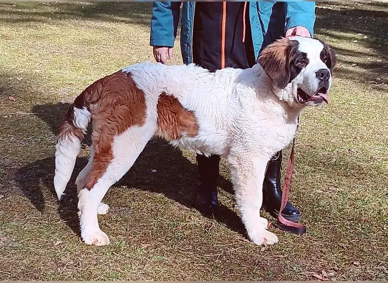 Bernhardiner - Welpen