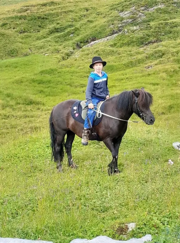 Shetty × Isländer Stute zu verkaufen