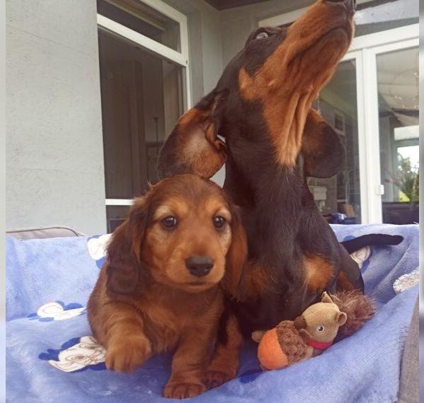 Amerikanische Zwerg Dackel Welpen, Langhaar Rot, 1 Rüden