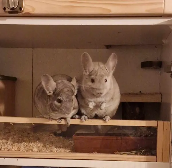 2 Chinchilla