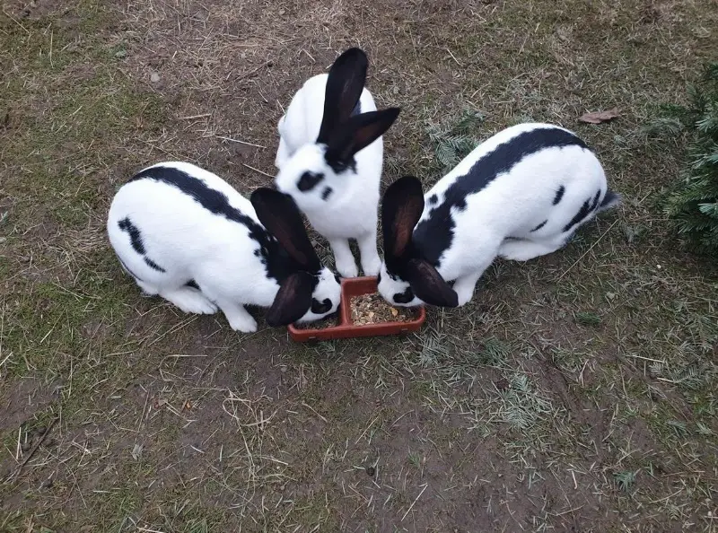 Schweizer Schecken Zippen zu verkaufen