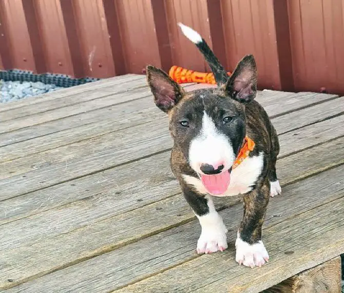 Miniature Bull Terrier Welpen mit Ahnentafel