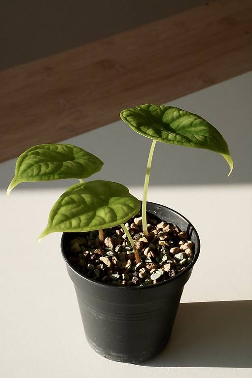 Alocasia dragon scale