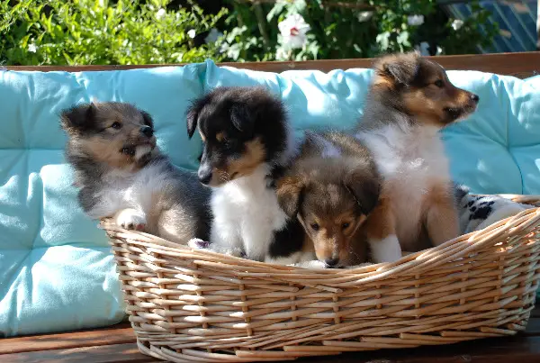 Shetland Sheepdog Welpen (Shelties) zu verkaufen