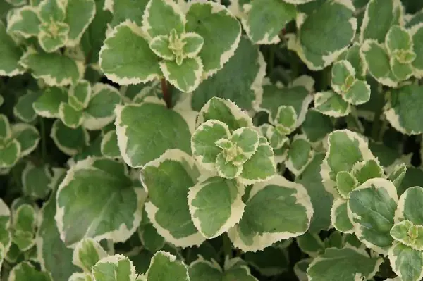  Teichpflanzen: Wasserpflanze Mimulus luteus "Gaby"