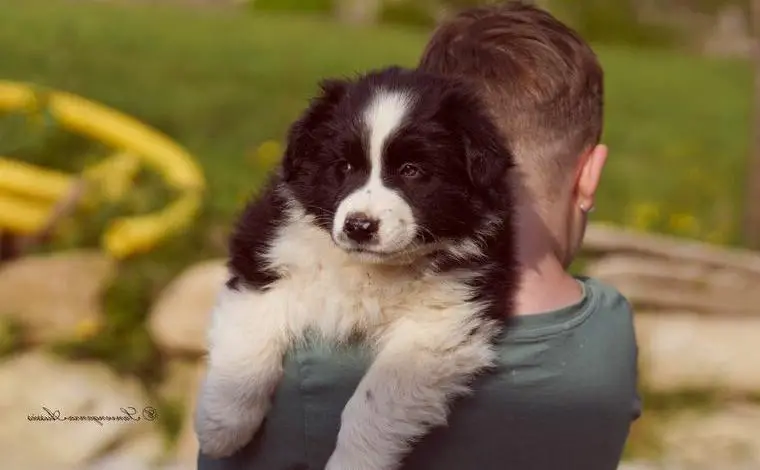 Australian Shepherd Welpen sitzen auf ihren Köfferchen