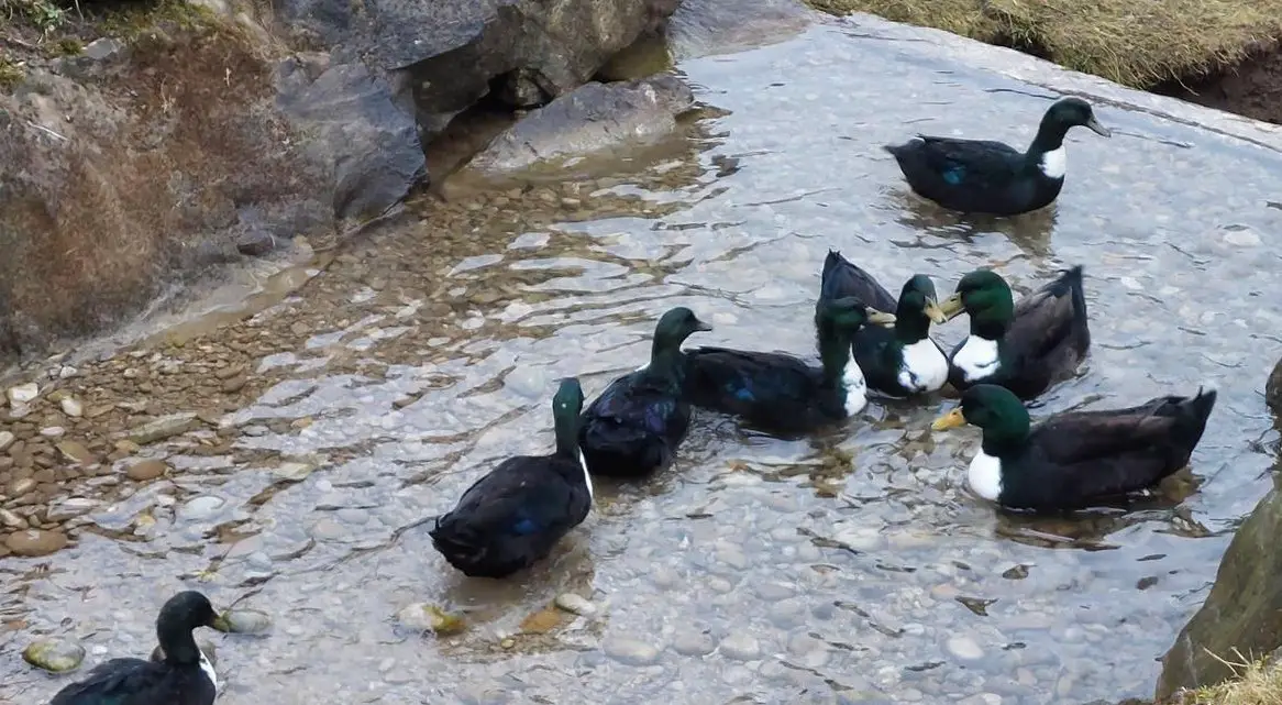 Schöne Pommernenten zu verkaufen