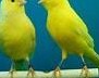 Kanarienvögel männlich / weiblich zu verkaufen