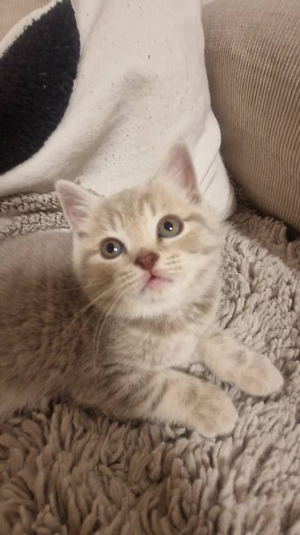 Reinrassige BKH kitten männli