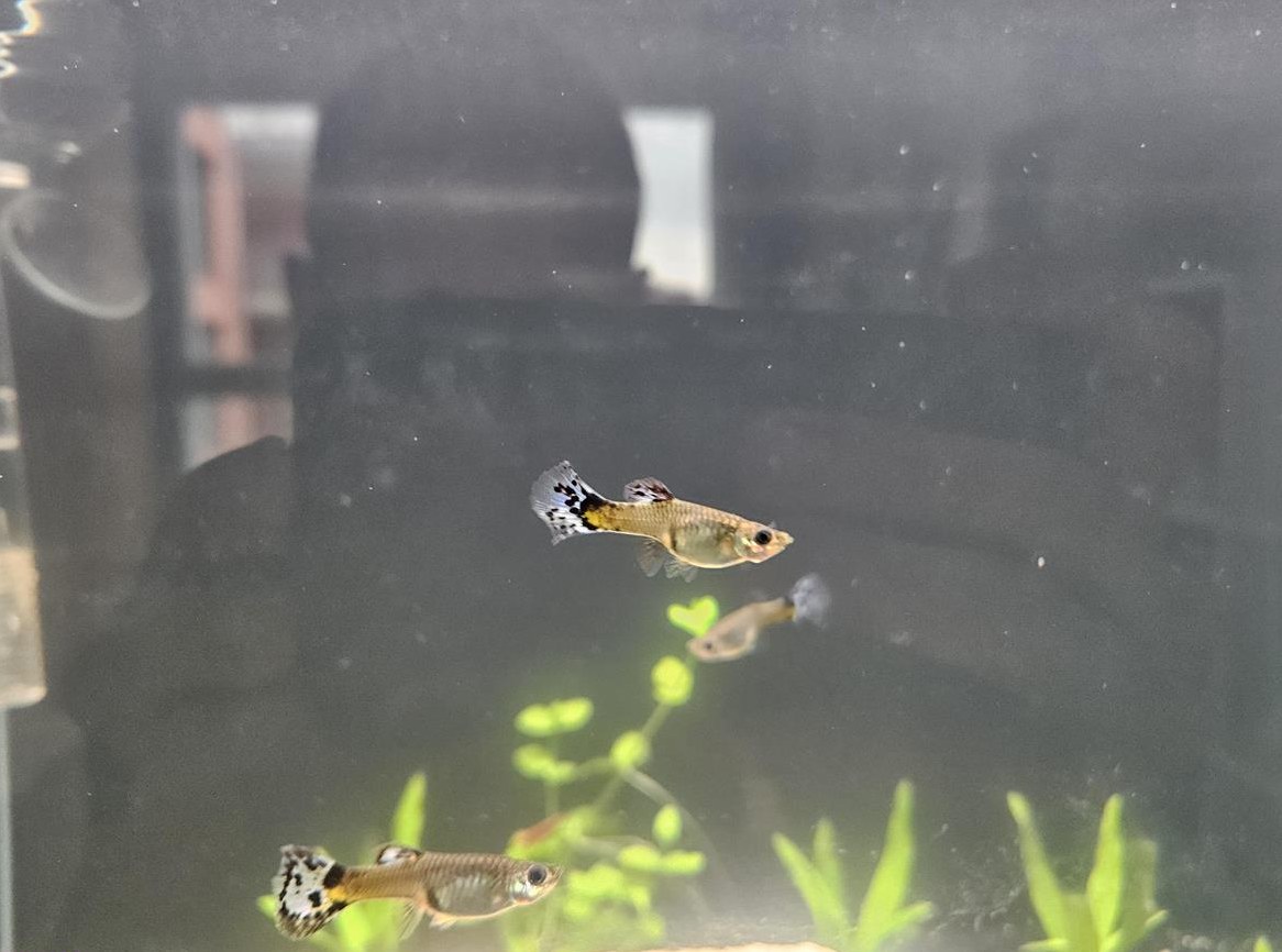 3x Guppy Weibchen abzugeben