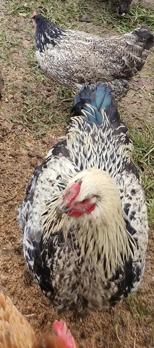 Mix Hahn: Papa Sussex/Wyandotte, Mutter Blume