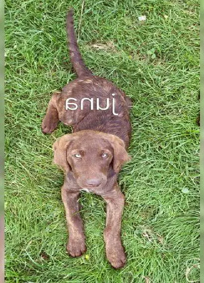 Welpen Labradoodle gross F1 Könispudel weissbraun x Labrador Braun