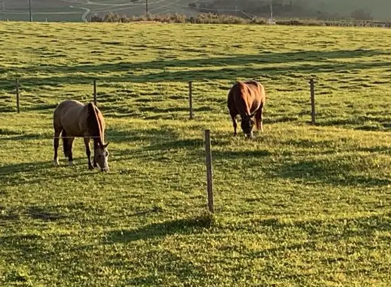 Bauernhaus oder Haus mit Stall gesucht für Pferdehaltung