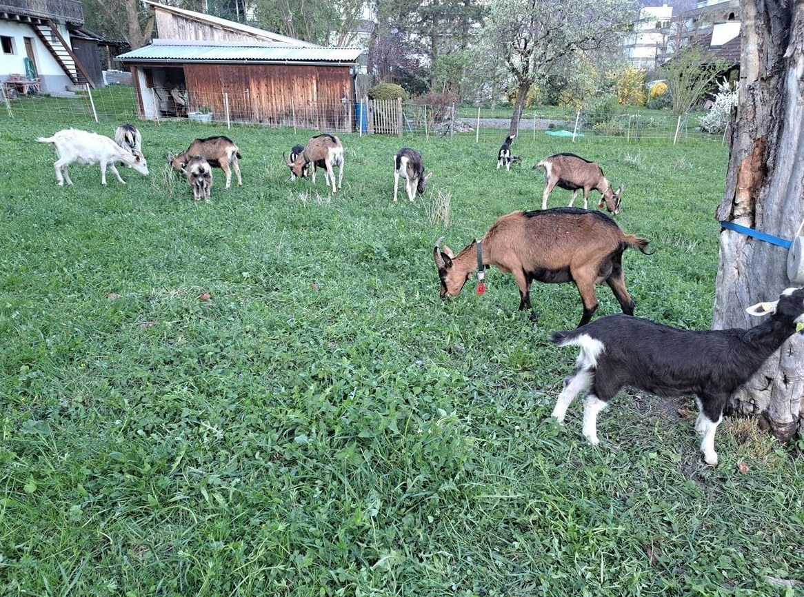 Ziegen aus Bio Betrieb zu verkaufen
