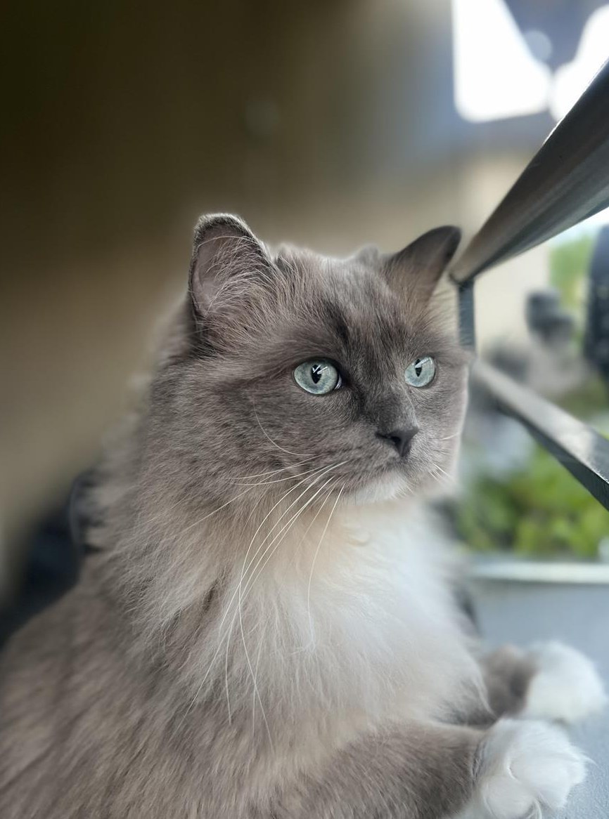 Ragdoll Katze sucht ein neues Zuhause