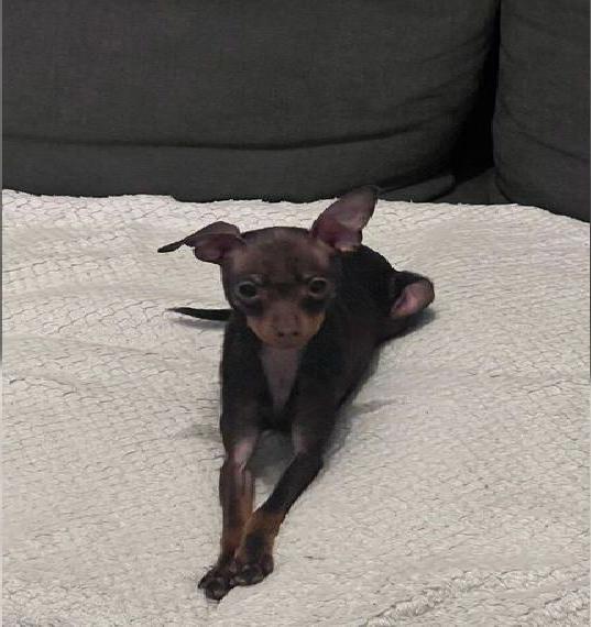 Reinrassiges Russkiy Toy Mädchen