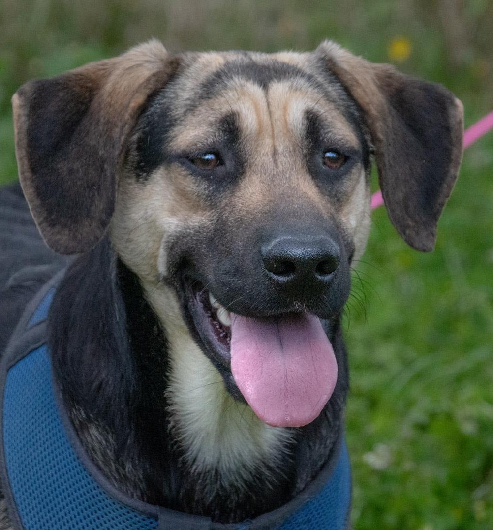 Mischlingsrüde Pluto, ein aufgeschlossener & kinderlieber Junge