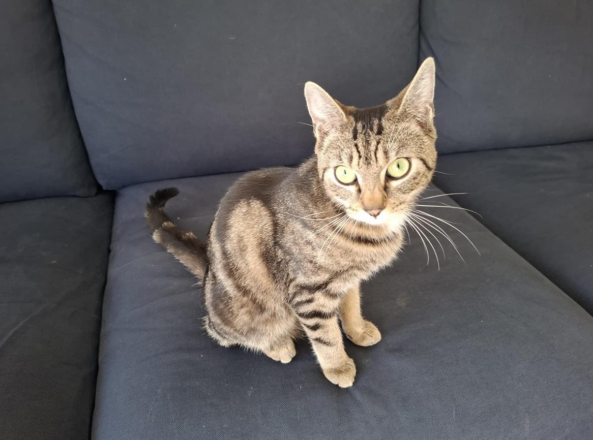 Hauskatze Leo, 8 Monate alt, kastriert, stubenrein