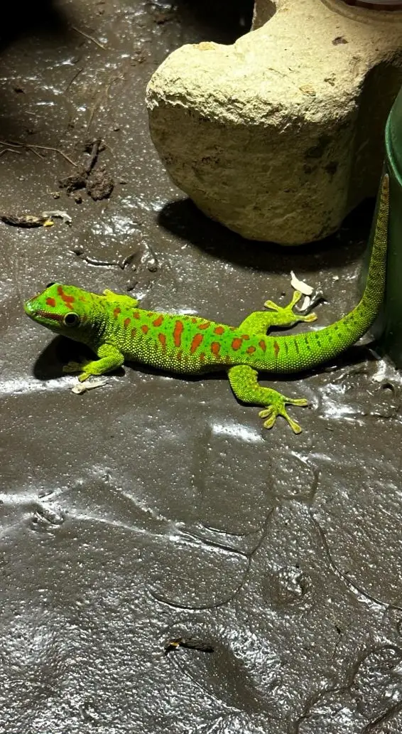 Phelsuma Grandis Jungtiere/Geschlechtsreife Nachzuchten