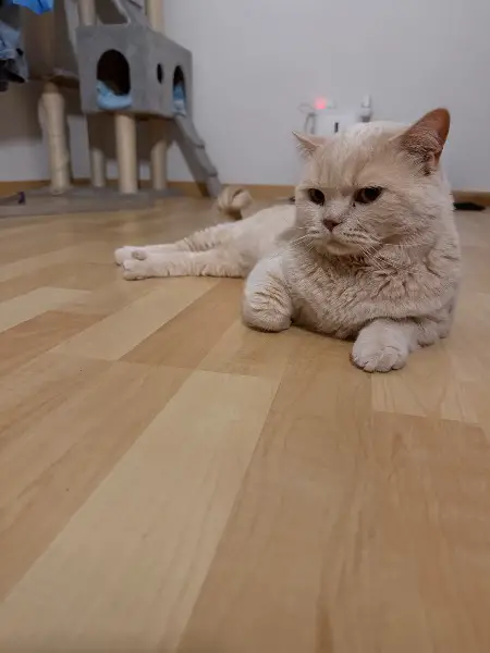 Reinrassiger BKH-Deckkater in seltener Creme-Farbe