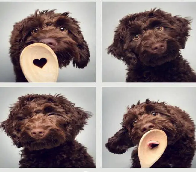 Cockerpoo Wurferwartung