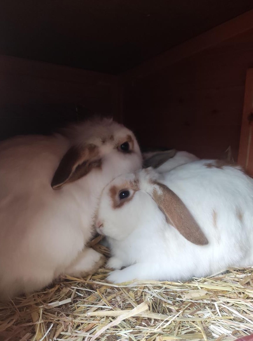 Zwergkaninchen Lilo & Lolo suchen neues Zuhause
