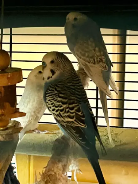 Couple de perruches à vendre