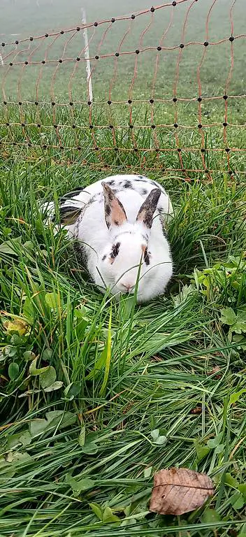 ZWERGHASEN, Kaninchen zu verkaufen