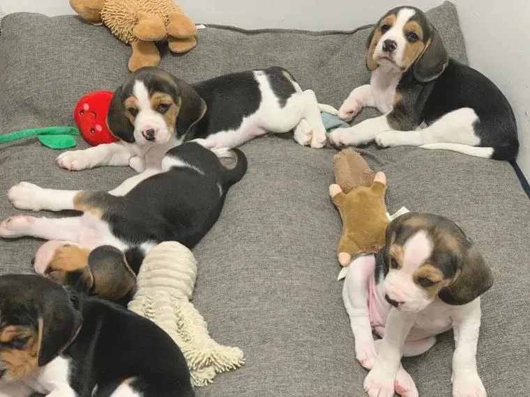 Beagle Welpen
