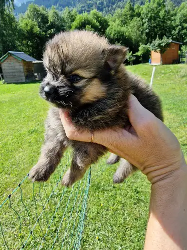 Zergspitz Welpe abzugeben