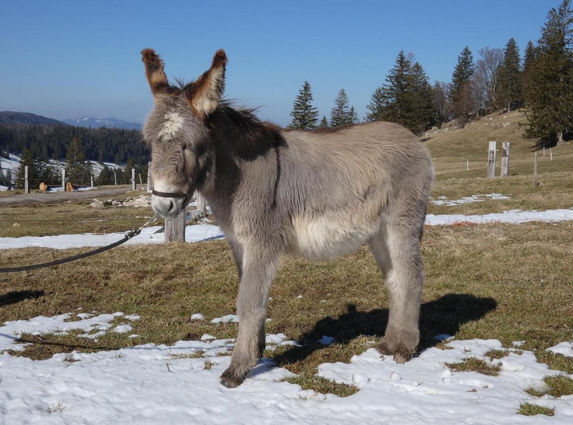 Gross-Esel Hengstfohlen zu verkaufen