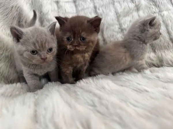 BKH Kätzchen reinrassige abzugeben (Britisch Kurzhaar)