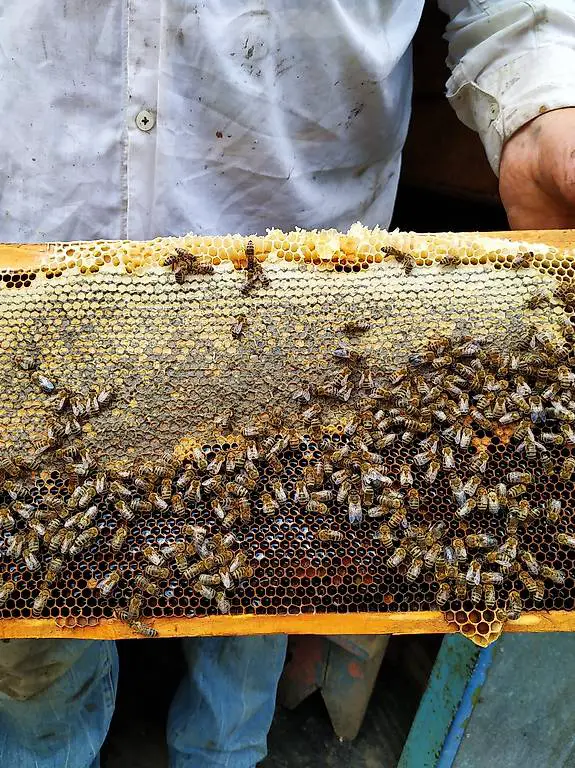 Arbeitsstelle: Imker, Imkerhelfer, Mitarbeiter (Bauernhof)