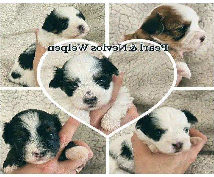 Reinrassige Havaneser Welpen