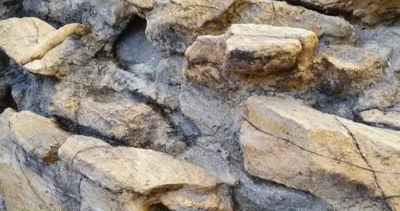 Naturnahe Rückwände für Terrarien auf Kundenwunsch