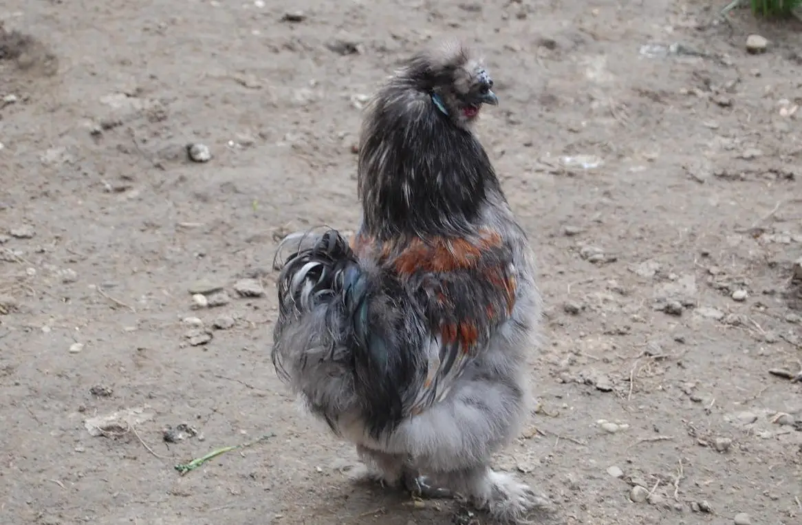 Seidenhahn Luigi, seltene Farbe grau und 3-farbig