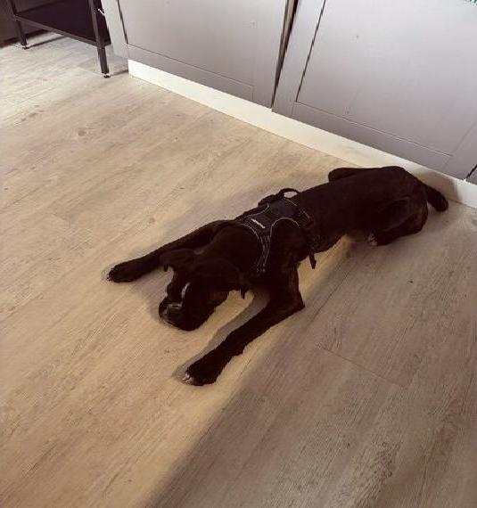 Boxer Welpe reinrassig