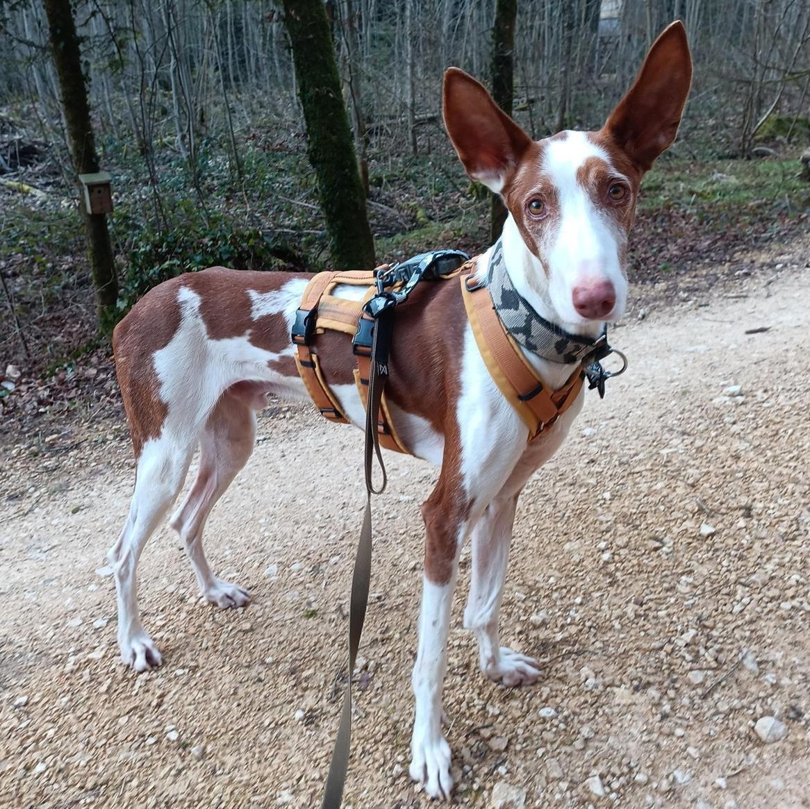 Pepino, ein 6-jähriger Podenco Ibicenco Rüde