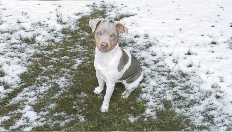 Brasilianische Terrier Hündin sucht ihr Zuhause